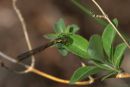 Female_Large_Red_Damselfly